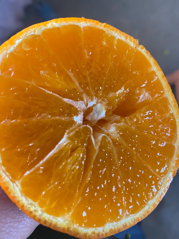 爱源果冻橙5.4–5.5斤（大小都有）7–9果（9甜1酸）包邮只卖辽宁省内