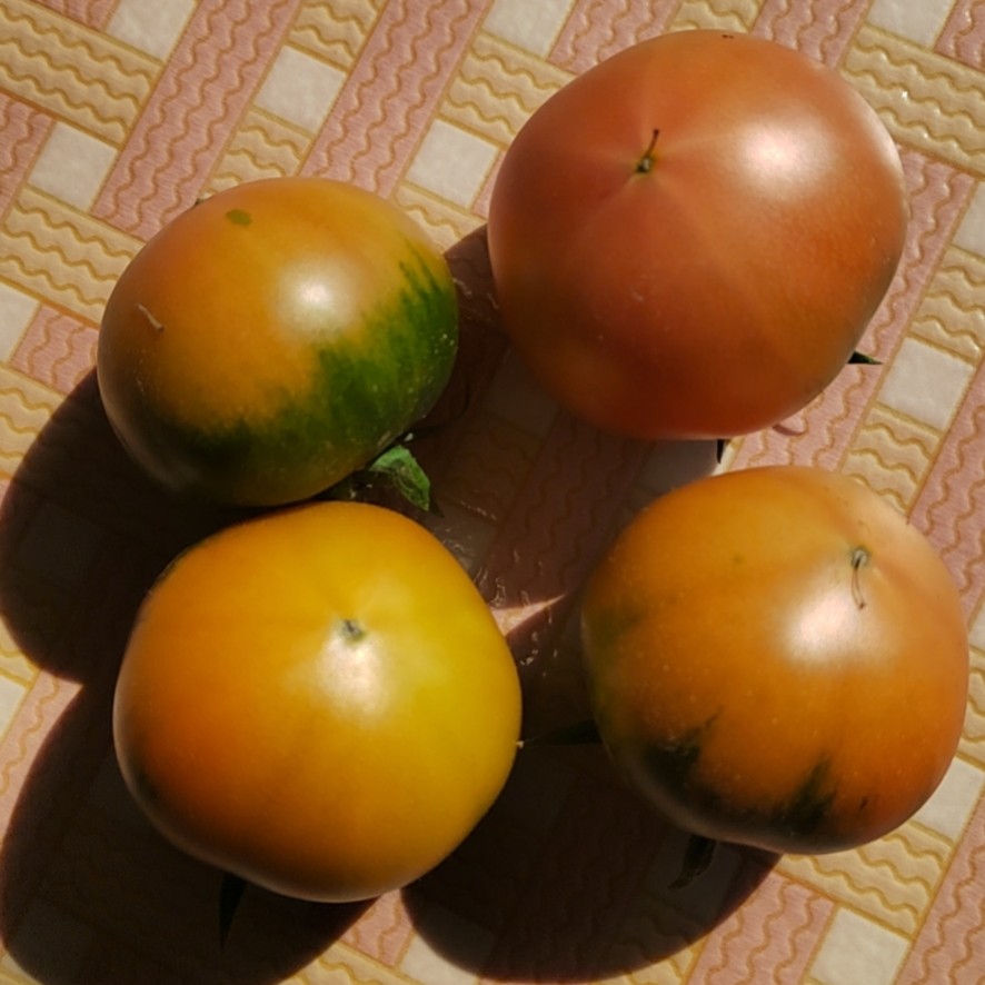 新鲜铁皮柿子，番茄现摘现发混等大小都有净重5斤包邮只卖辽宁省内