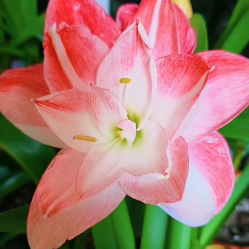 朱顶红园艺  香吻花