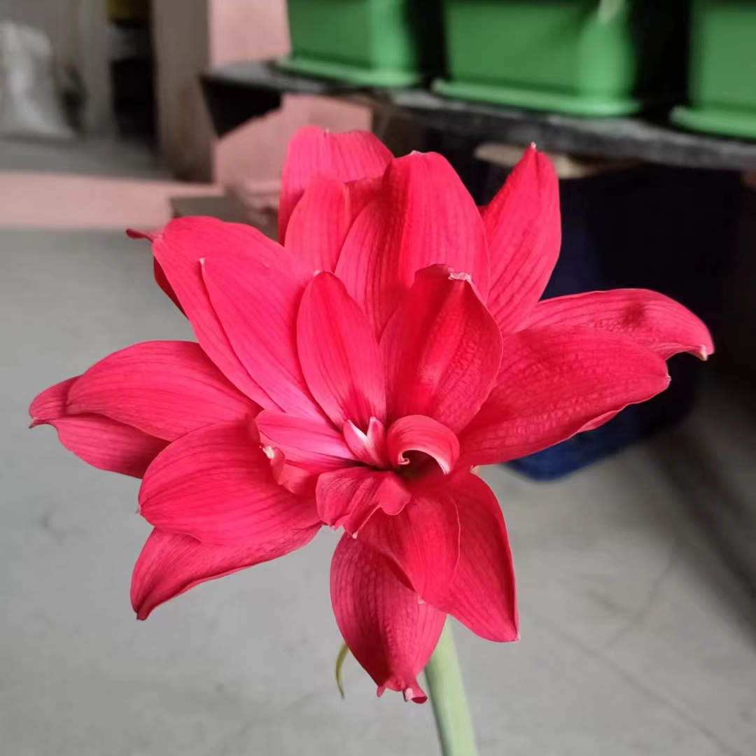 朱顶红园艺153花