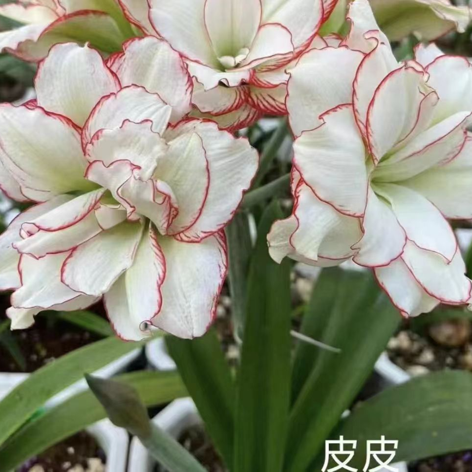 朱顶红园艺 批批花