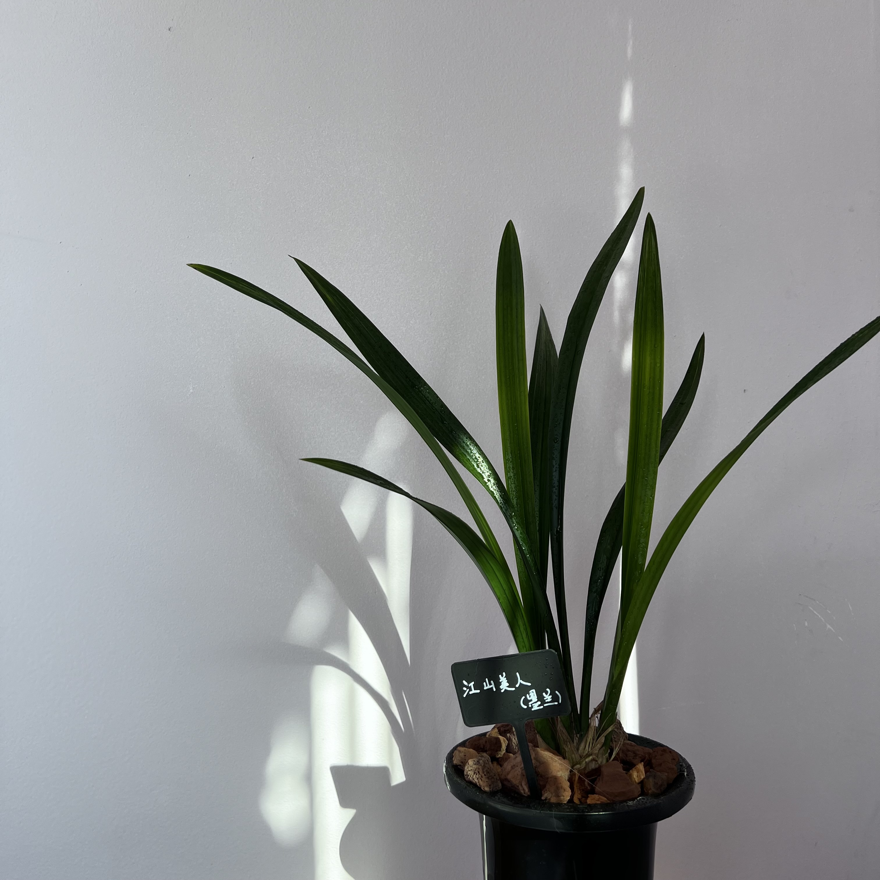 【江山美人】墨兰中透转覆轮艺东方兰花稀有名贵兰花