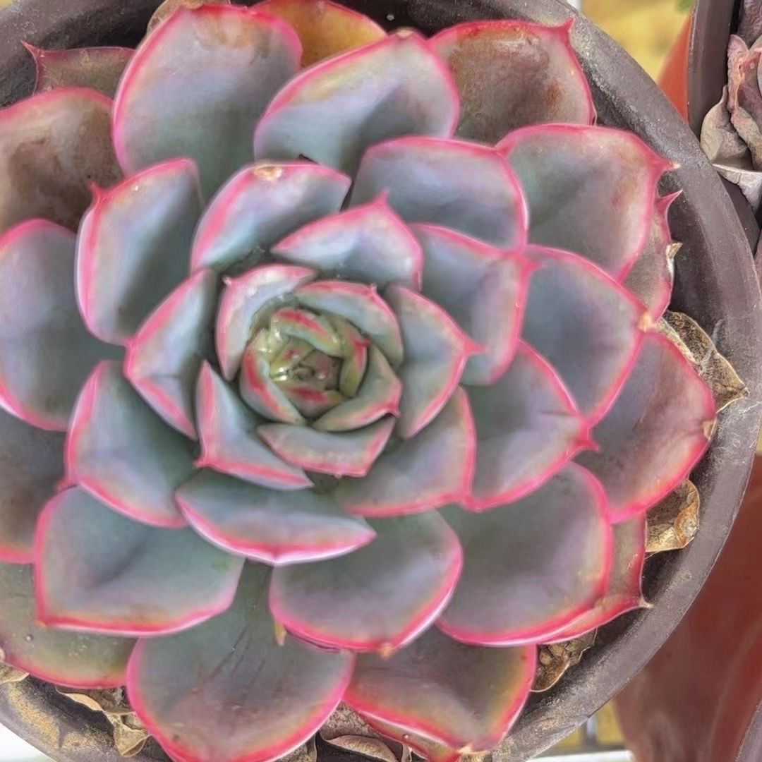 精美多肉植物盆栽稀有贵货办公桌室内高档绿植