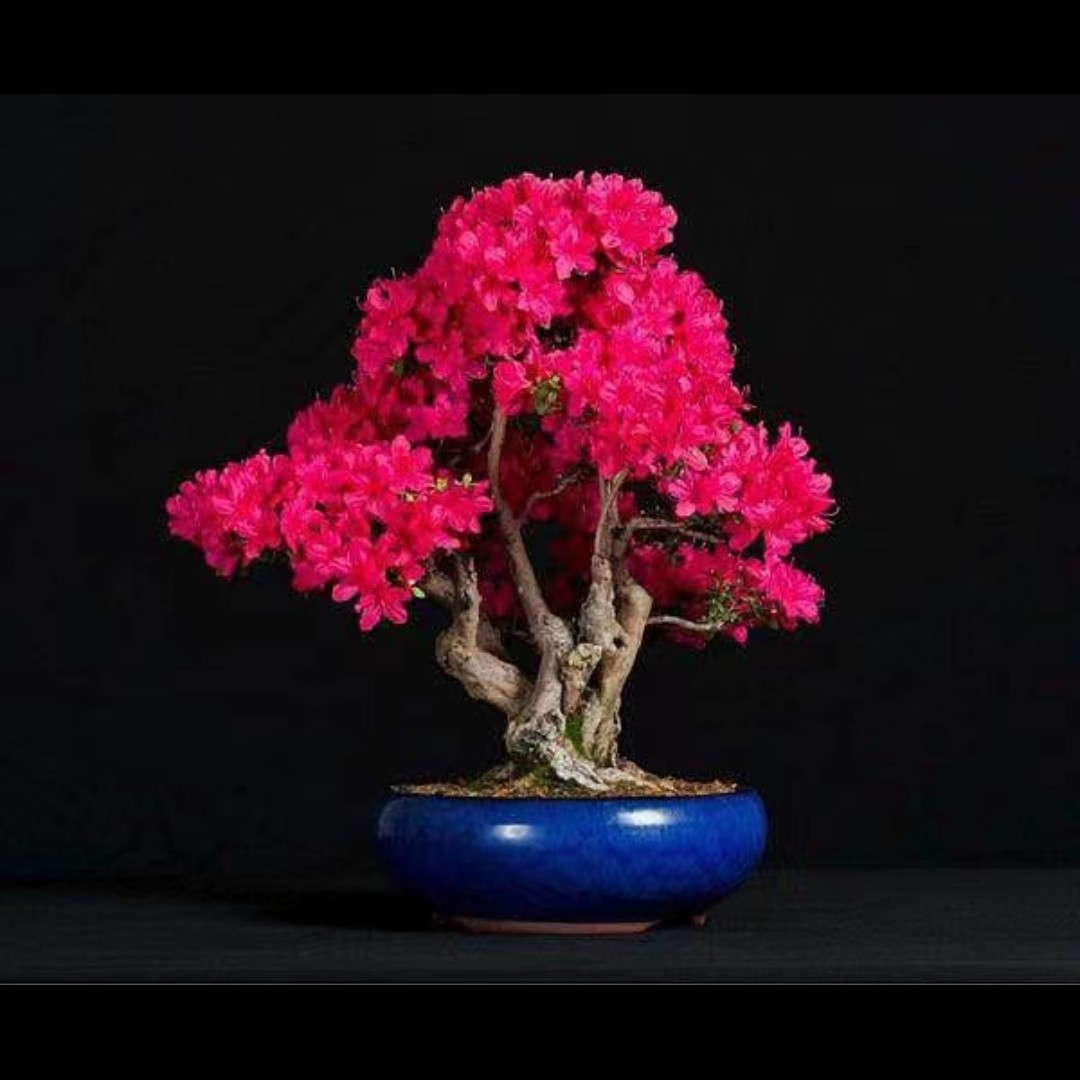 杜鹃盆景老桩盆景