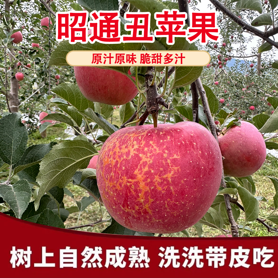 云南昭通红富士苹果新鲜水果冰糖心丑苹果新鲜原生态脆甜现摘