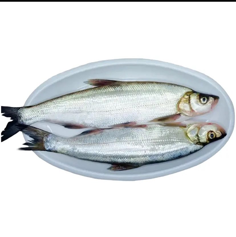 渔乐野生鱼直播改价链接(下单杀好不退)