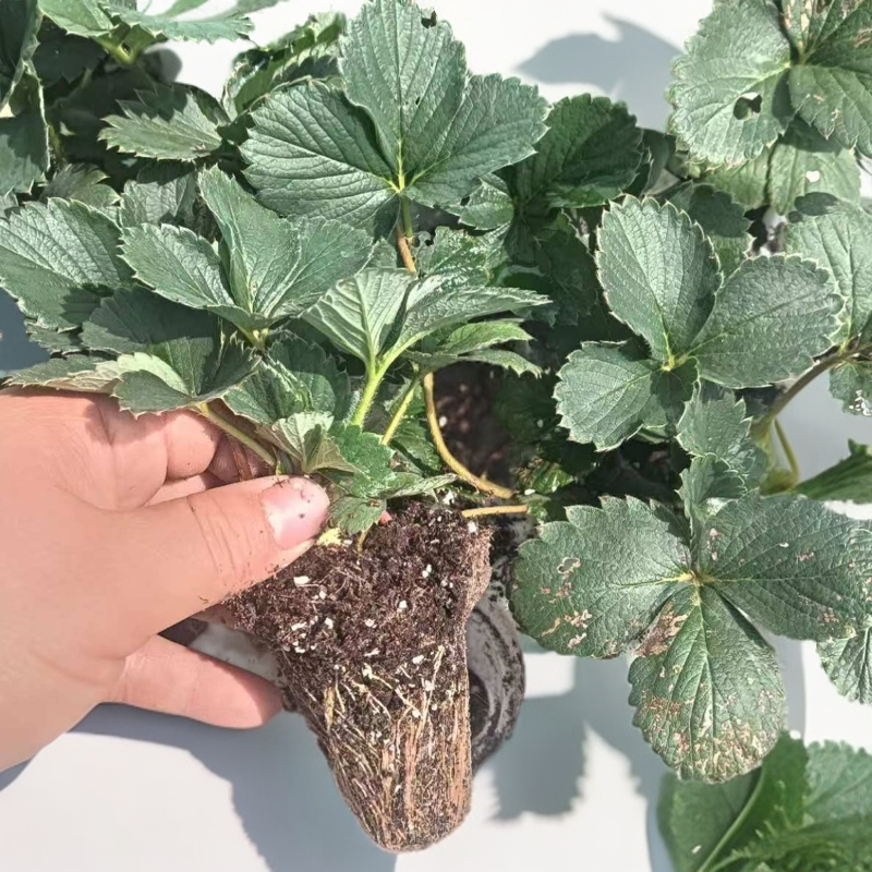 天仙醉甜查理妙七宁玉草莓穴盘苗10棵