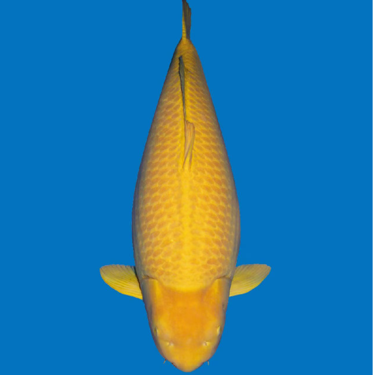 锦鲤观赏5cm左右秋苗包邮包开箱活