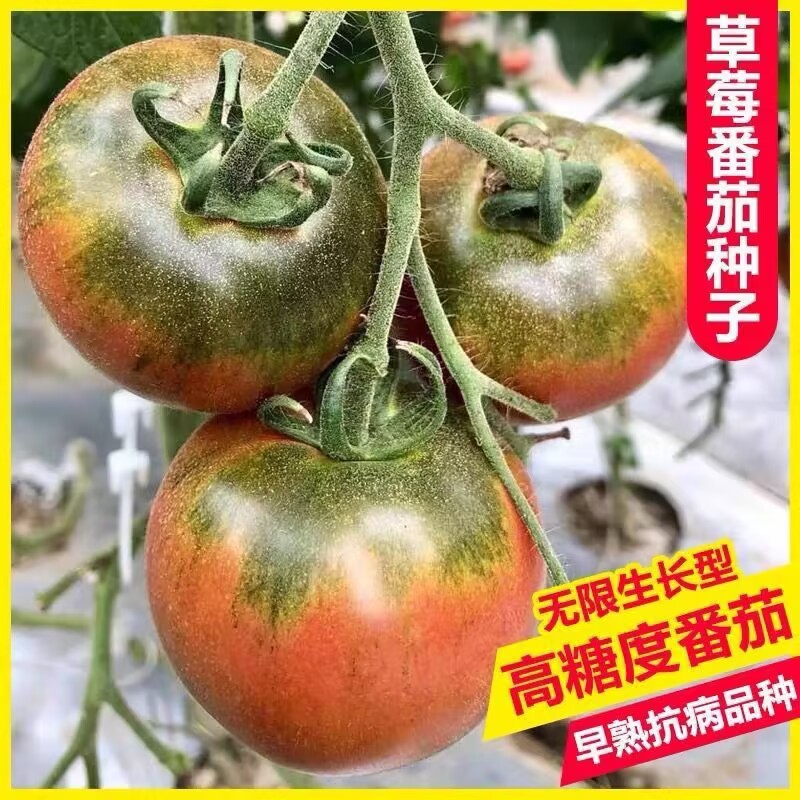 草莓番茄苗子种子种子四季盆栽西红柿圣女果种子寿光超甜夏日阳光