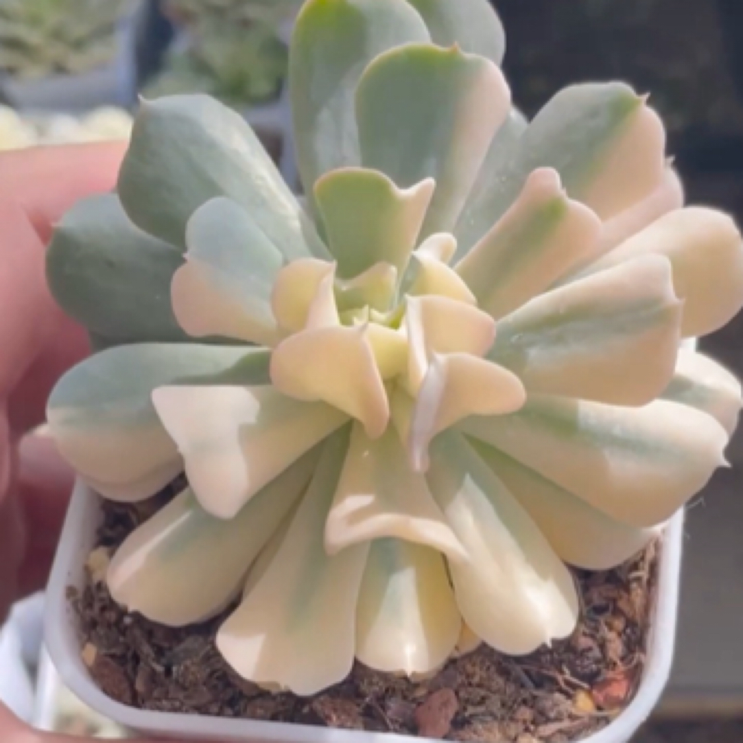 多肉寄养发货链接