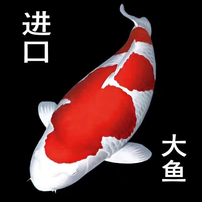 纯种红白三色锦鲤大型冷水淡水观赏鱼好养耐活招财