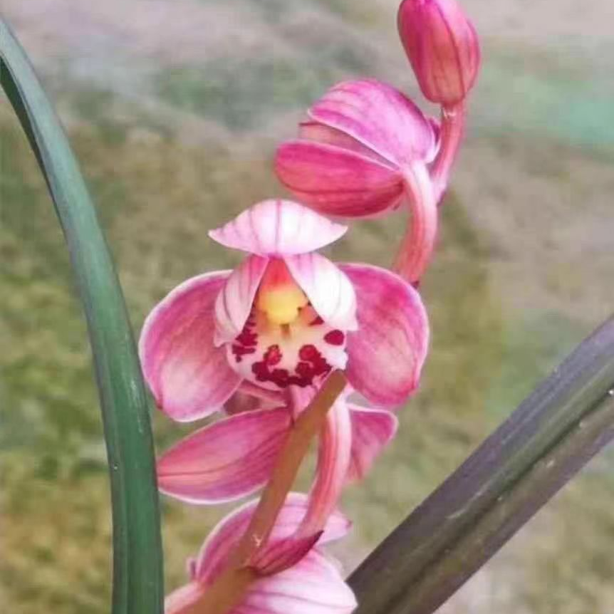 兰花建兰红草红荷粉红色荷瓣花浓香花卉