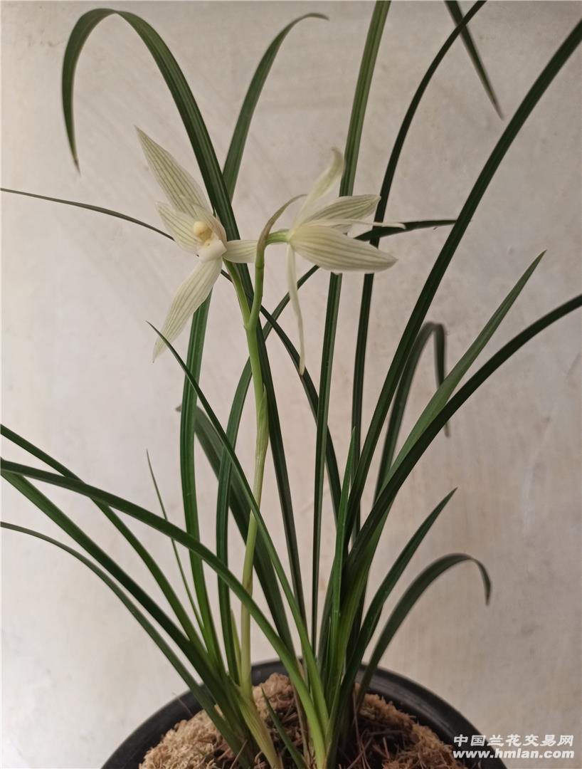 莲瓣兰兰花直播拍品