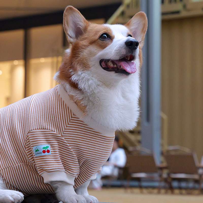 Tiger dog秋冬柯基柴犬短腿狗狗条纹德绒针织圆领T恤衣服服装