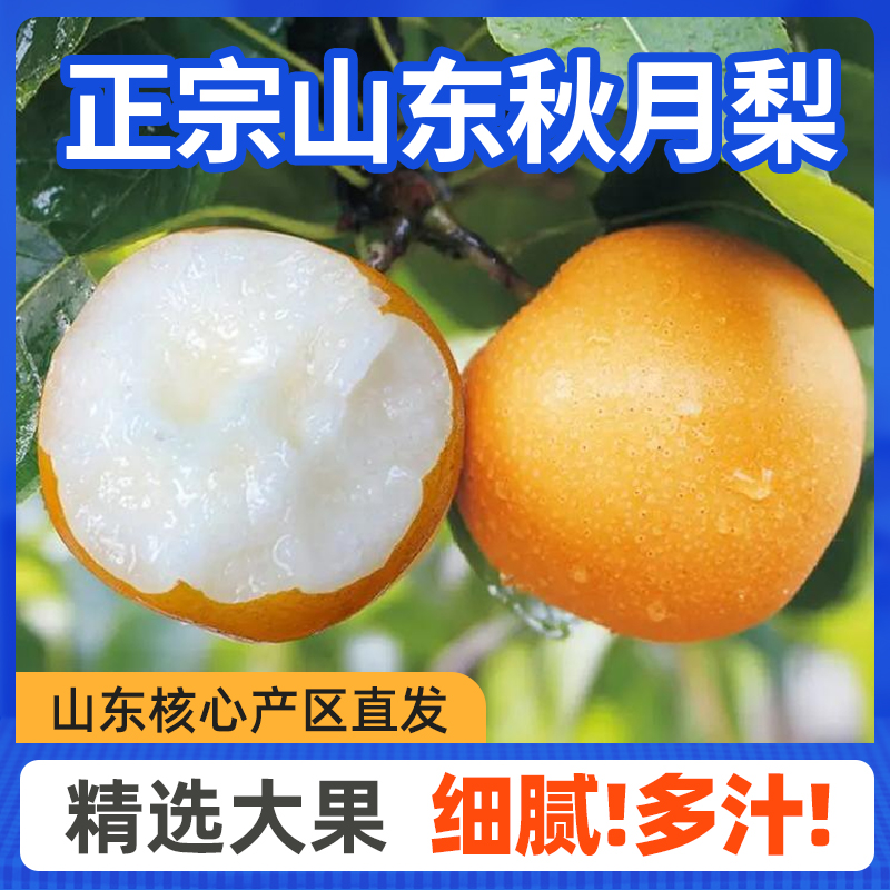 【本来果坊】山东秋月梨 当季新鲜水果 甜蜜细腻 爽口多汁 【SLJ-SF】