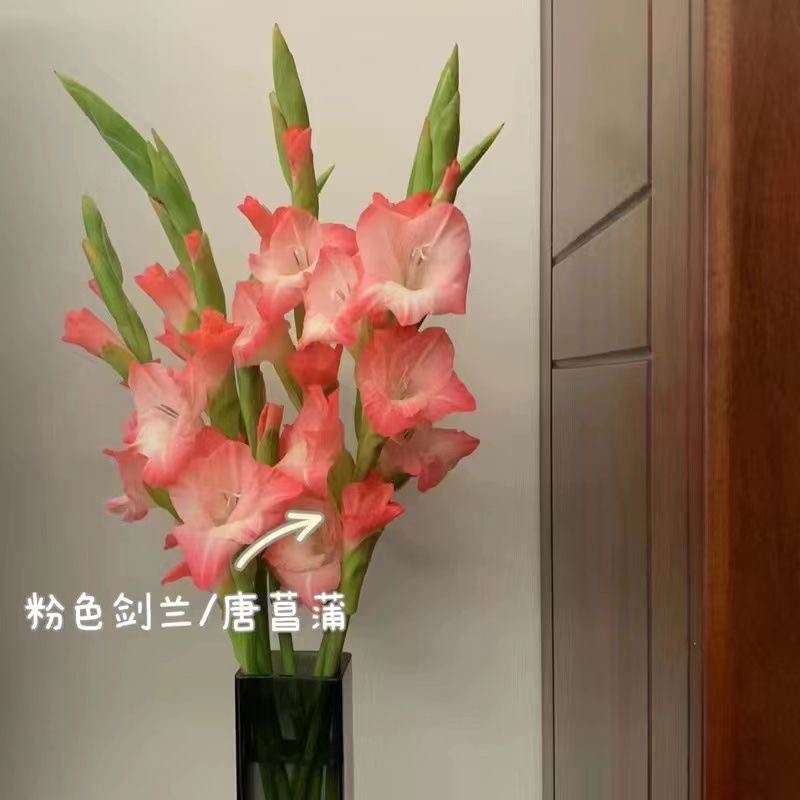 广州剑兰唐昌蒲鲜花水养花节节高基地直发懒人办公室卧室插花