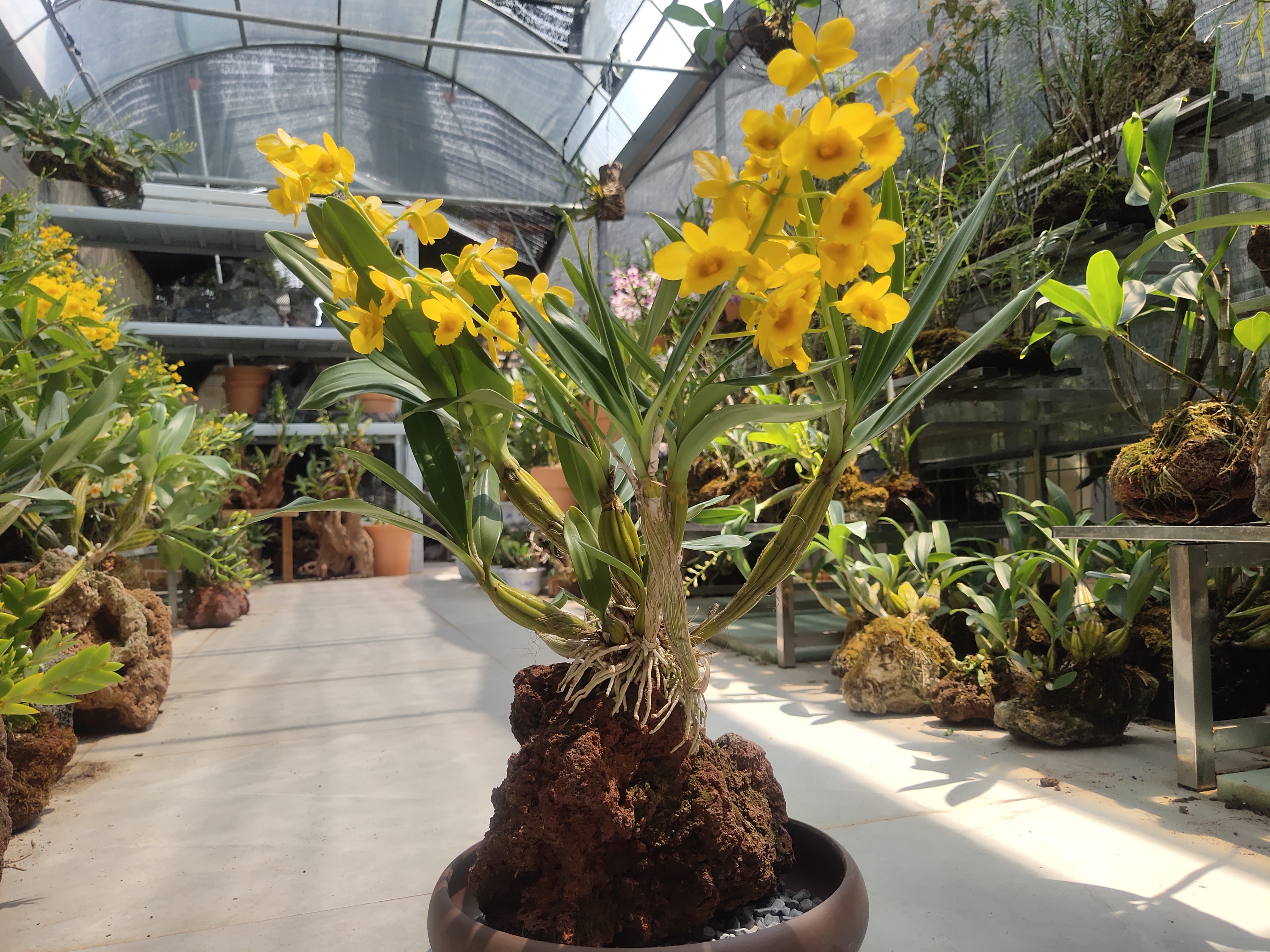 石斛兰直播间一物一拍