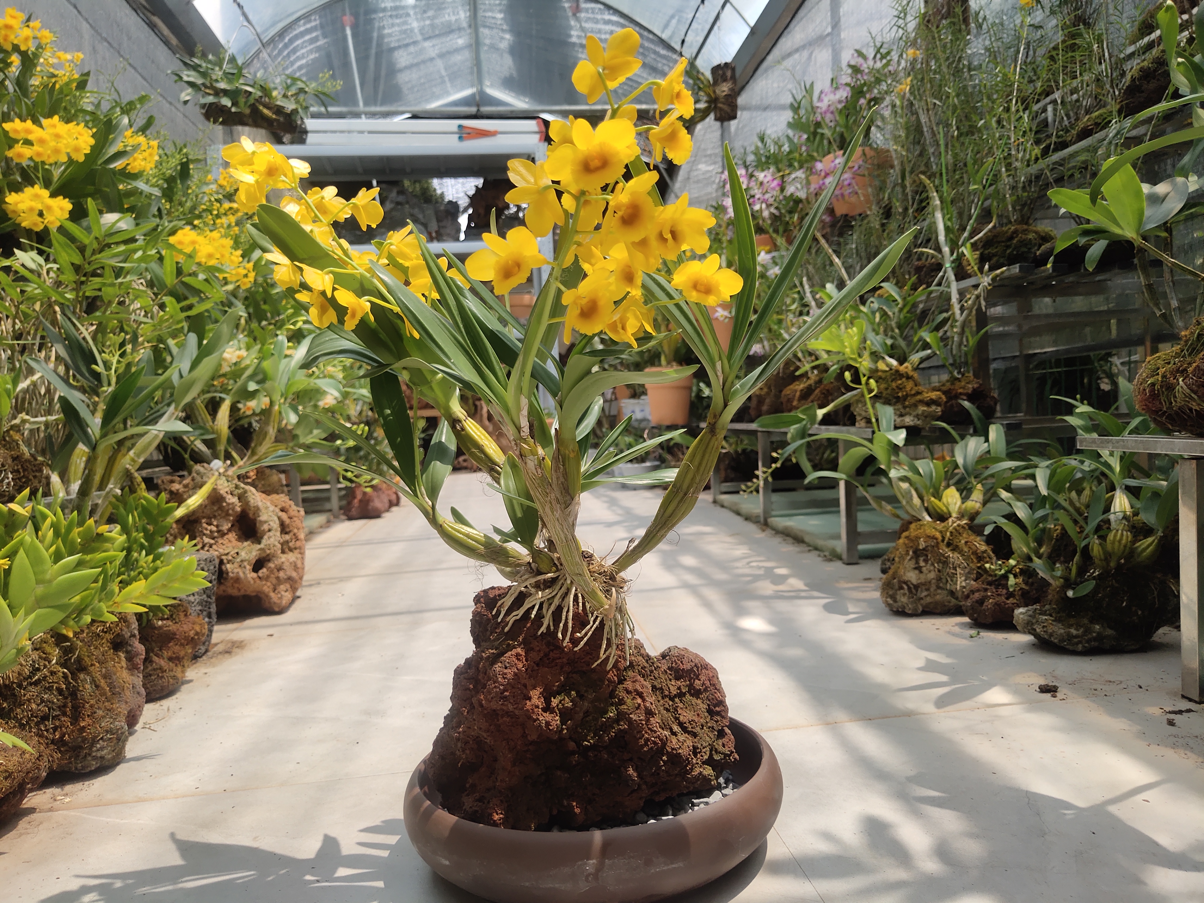 石斛直播间一物一拍