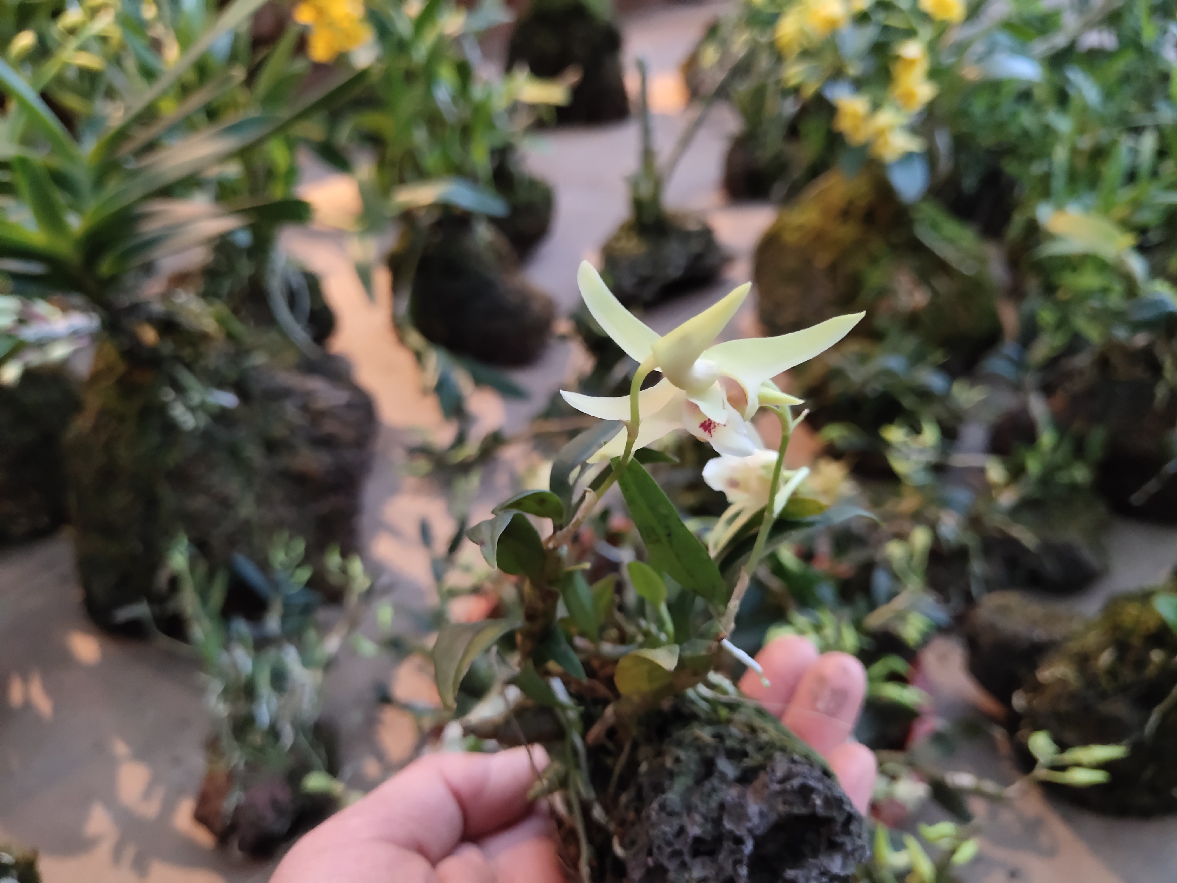 石斛兰直播间一物一拍