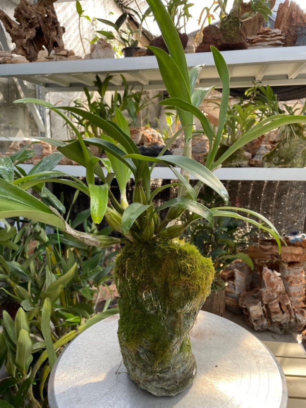 石斛兰直播间一物一拍