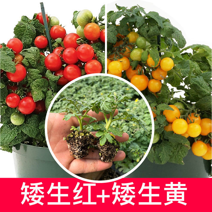 【矮生小番茄】矮生小番茄种子可观赏食用小番茄种子春季四季蔬菜