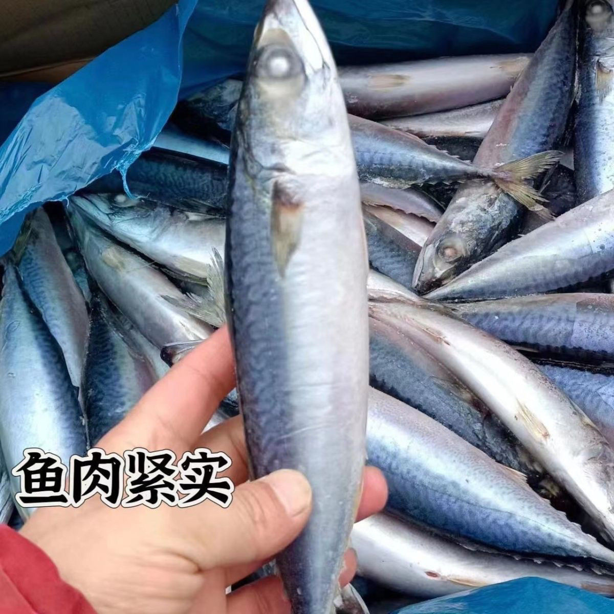 新鲜鲐鲅鱼顺丰包邮青花鱼日照发货