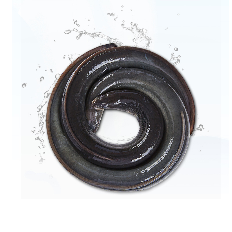 【鳗鱼】东海海捕小网海鲜鳗鱼海鳗鱼冷冻发货5天内发货