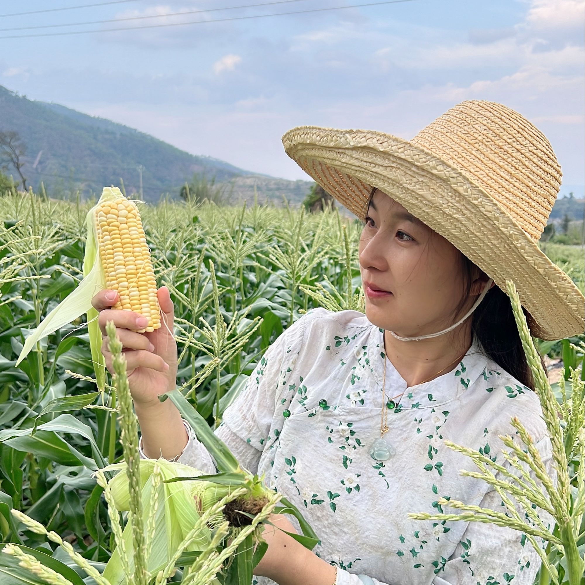 【普通区】特价云南高山种植金银水果玉米 生熟两吃 口感脆甜