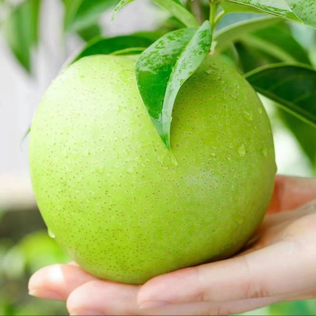 砀山苏翠1号脆甜多汁甄选净果4.5斤装果园直发