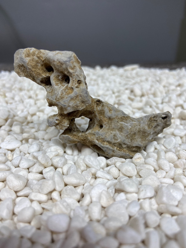 广西太湖石 附树石 鱼缸石 手玩石