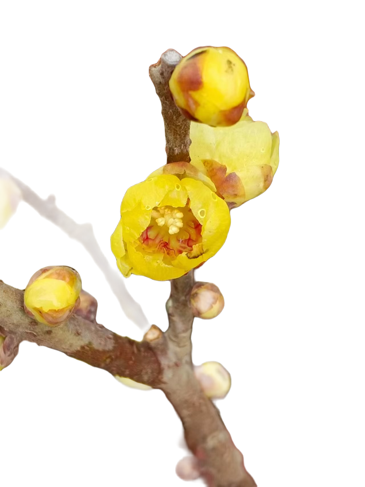 鄢陵二雷腊梅苗木