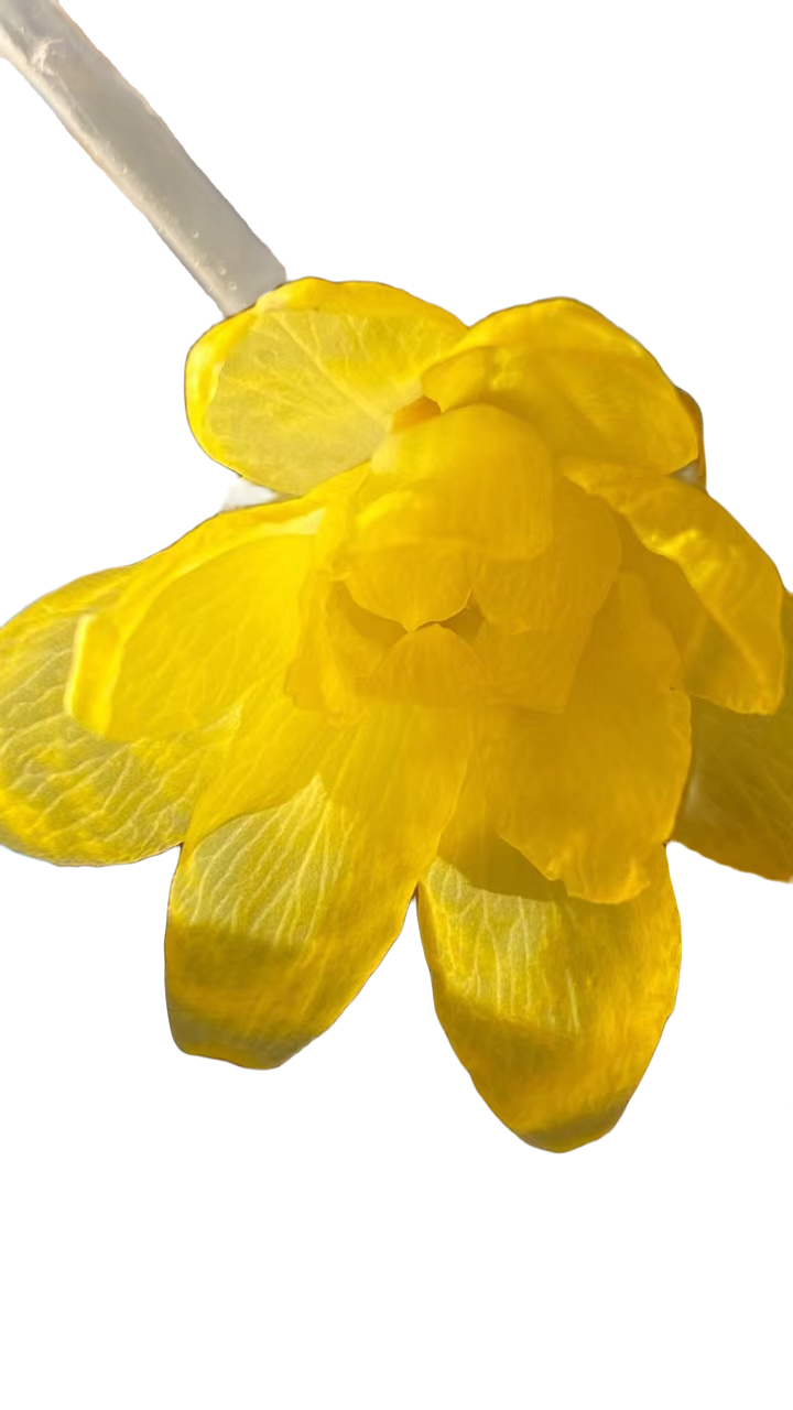 鄢陵腊梅庭院盆景