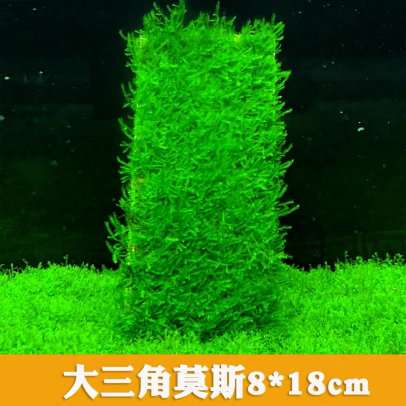 懒人草坪大三角莫斯速成造景水草造景阴性水草鱼缸水草莫斯水草