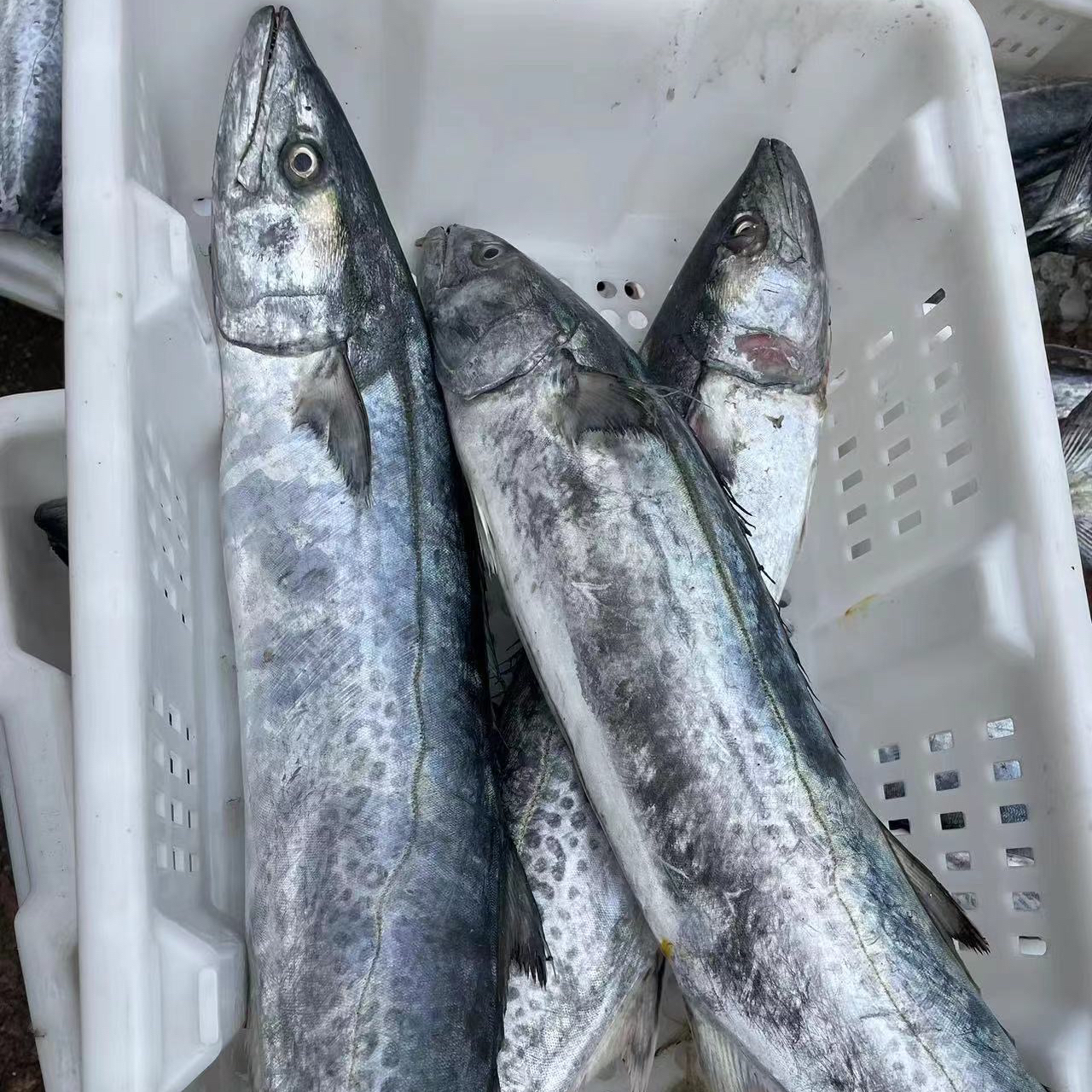 3斤以上 大鲅鱼 蓝点马鲛鱼 整条发 燕鲅鱼 可包饺子 香煎 红烧