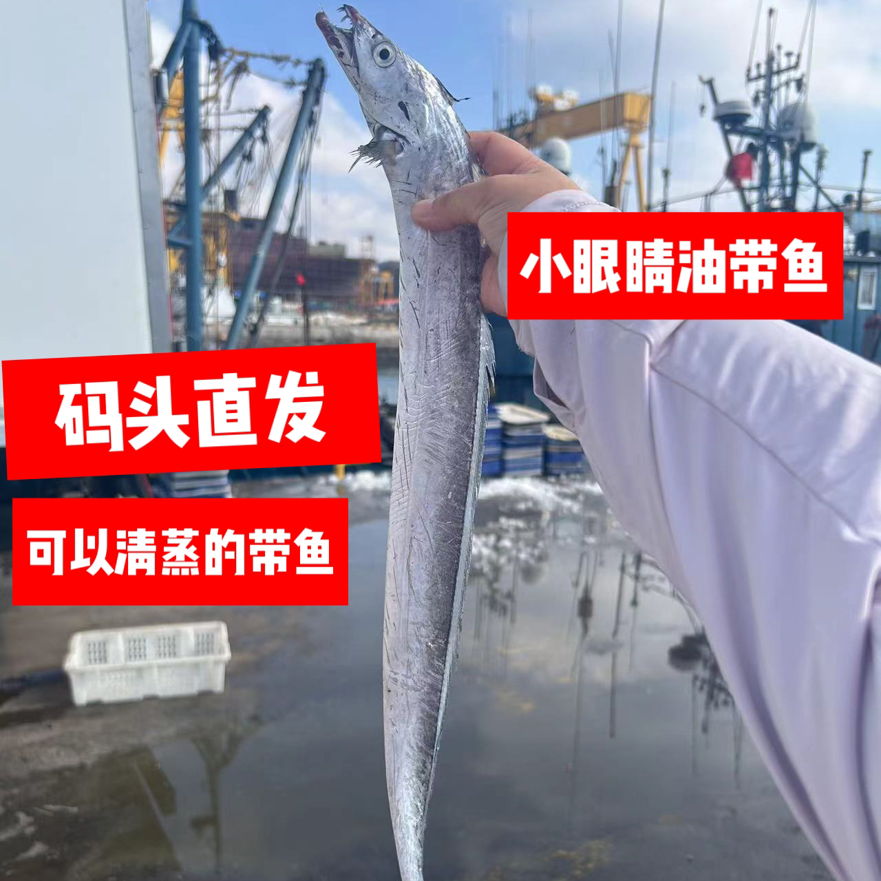 北方冷水带鱼 油带鱼 小眼睛油带鱼可以清蒸的带鱼整条