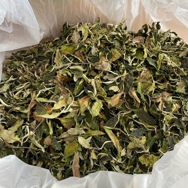 2025年临沧秘境荒野古树白茶通用春茶收藏花香原料精选山野高海拔