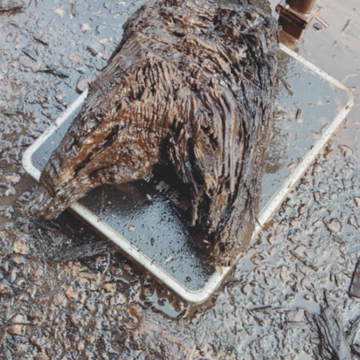 【闪购商品】红贵宝太****）