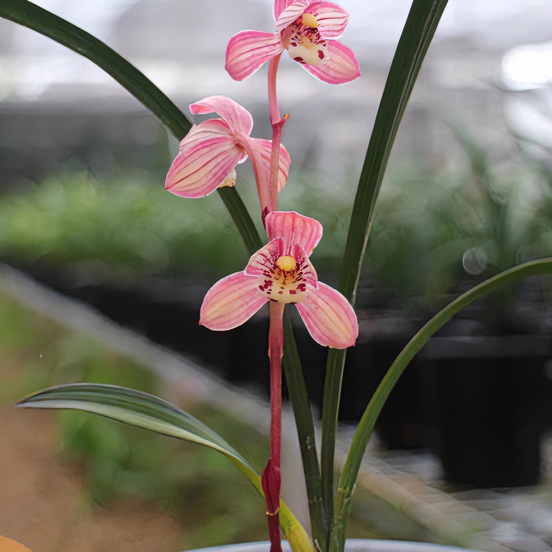建兰红草红荷  室内盆栽绿植裸根