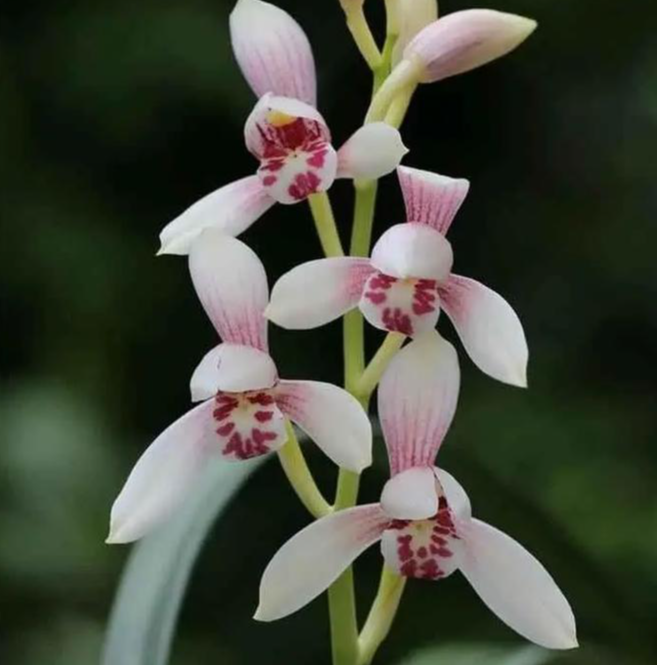 香草源 直播间 七十米 兰花专拍裸根发货差价（请不要私自下单）