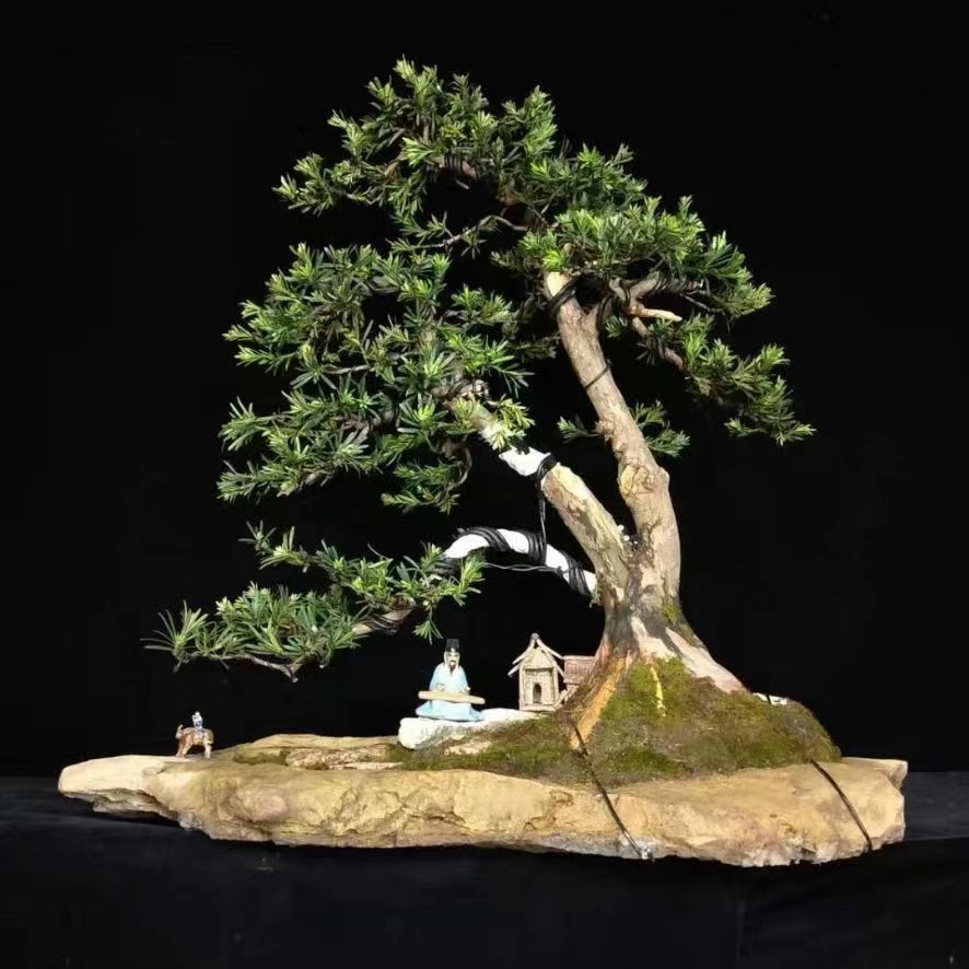 黑松、济州柏、花果杂木等，实物为准，一物一拍，不包邮