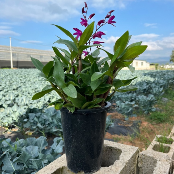 澳洲香水石斛 三年苗大盆