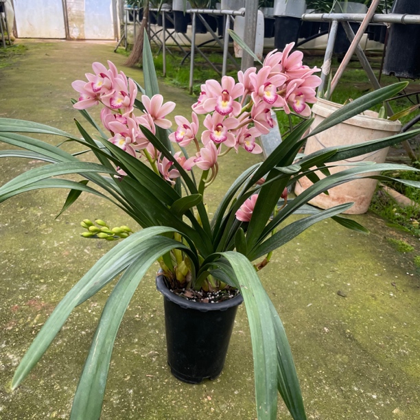 樱花  《大花惠兰》桌面款