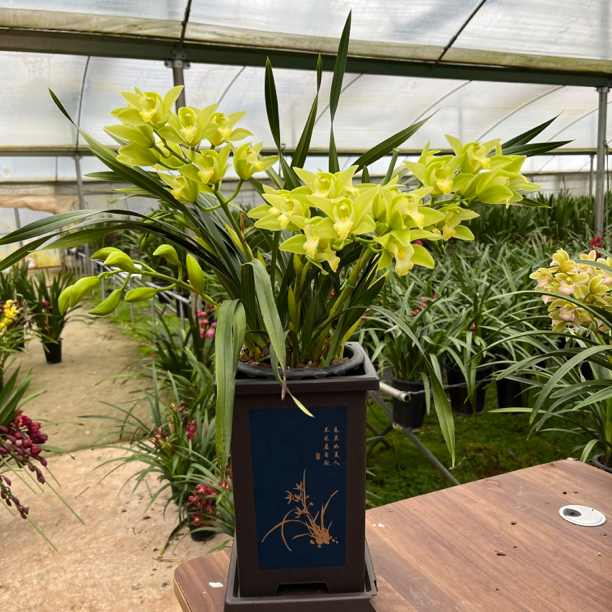 绿精灵（大花惠兰）精致款 生动形象