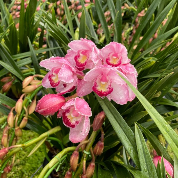 875笑脸   大花蕙兰【以直播间状态为准】完美主义者勿拍