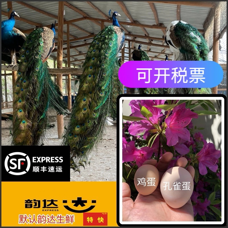 诚信孔雀养殖孔雀蛋农家产品