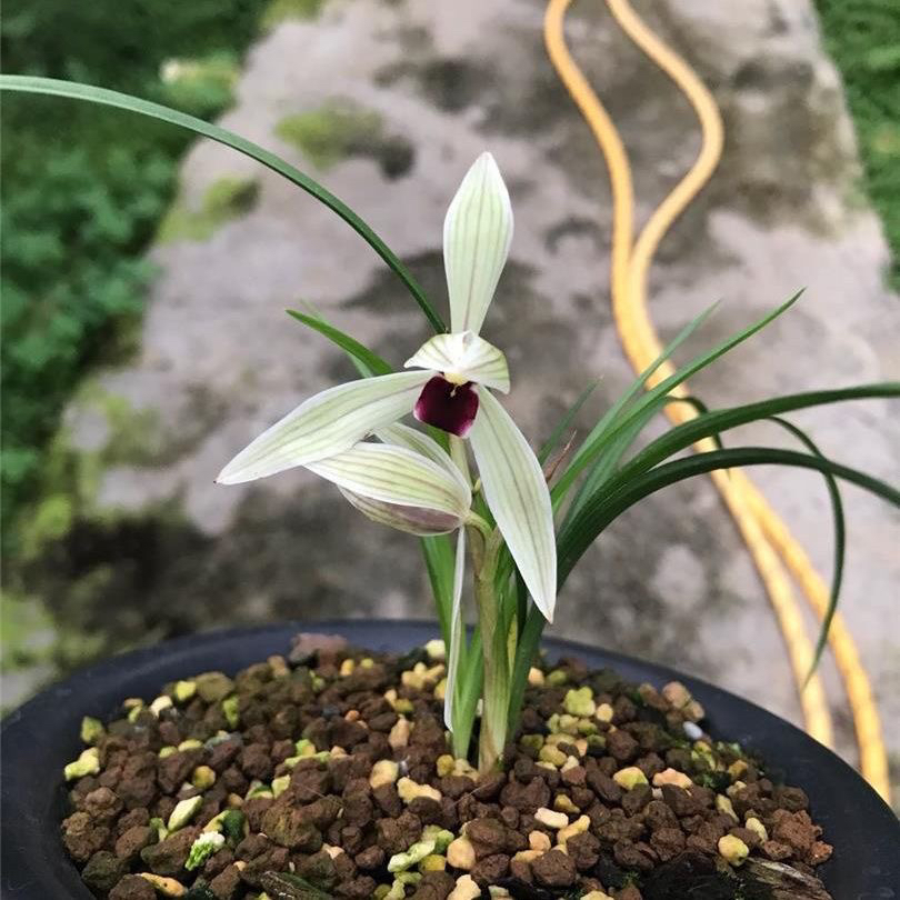 发2苗连体 细长浓香兰花苗 莲瓣兰二红素室内花卉盆栽绿植