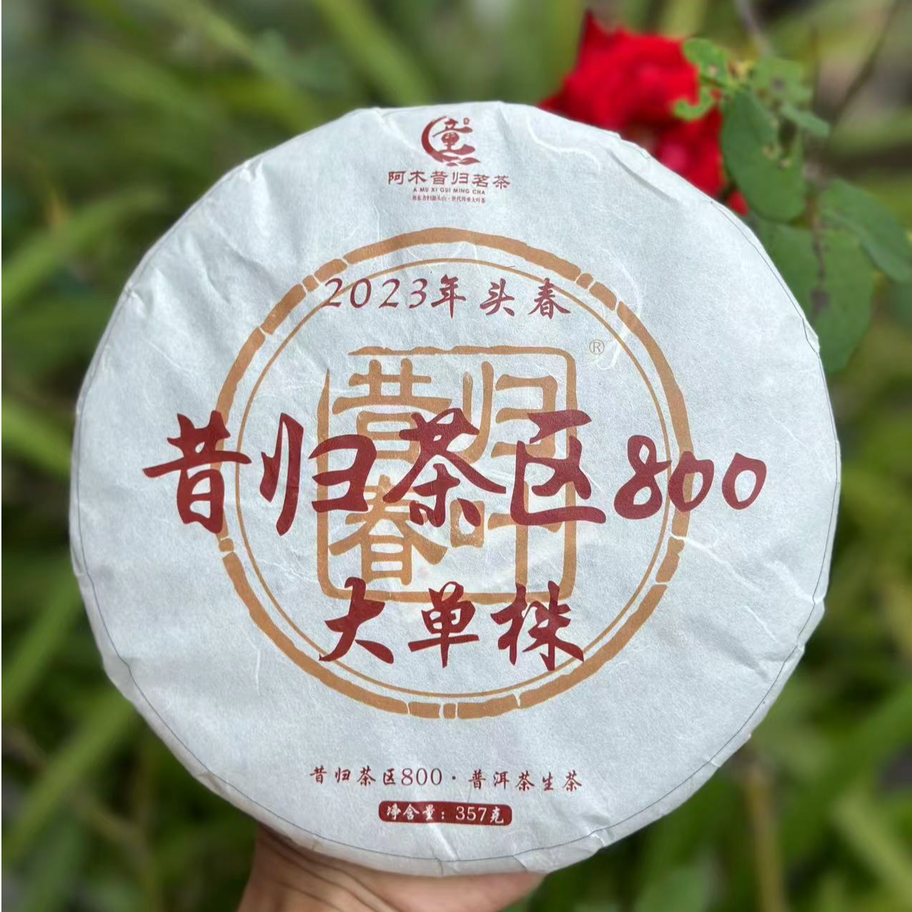 【800年古树单株】23年头春头采单株纯料.普洱生茶（紧压茶）