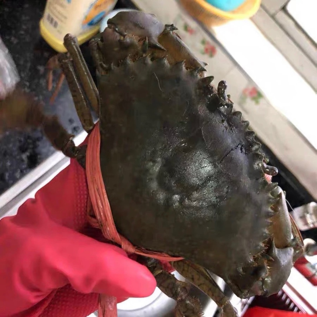 鲜活青蟹多种规格【仅限福建地区购买以直播间所述为准】