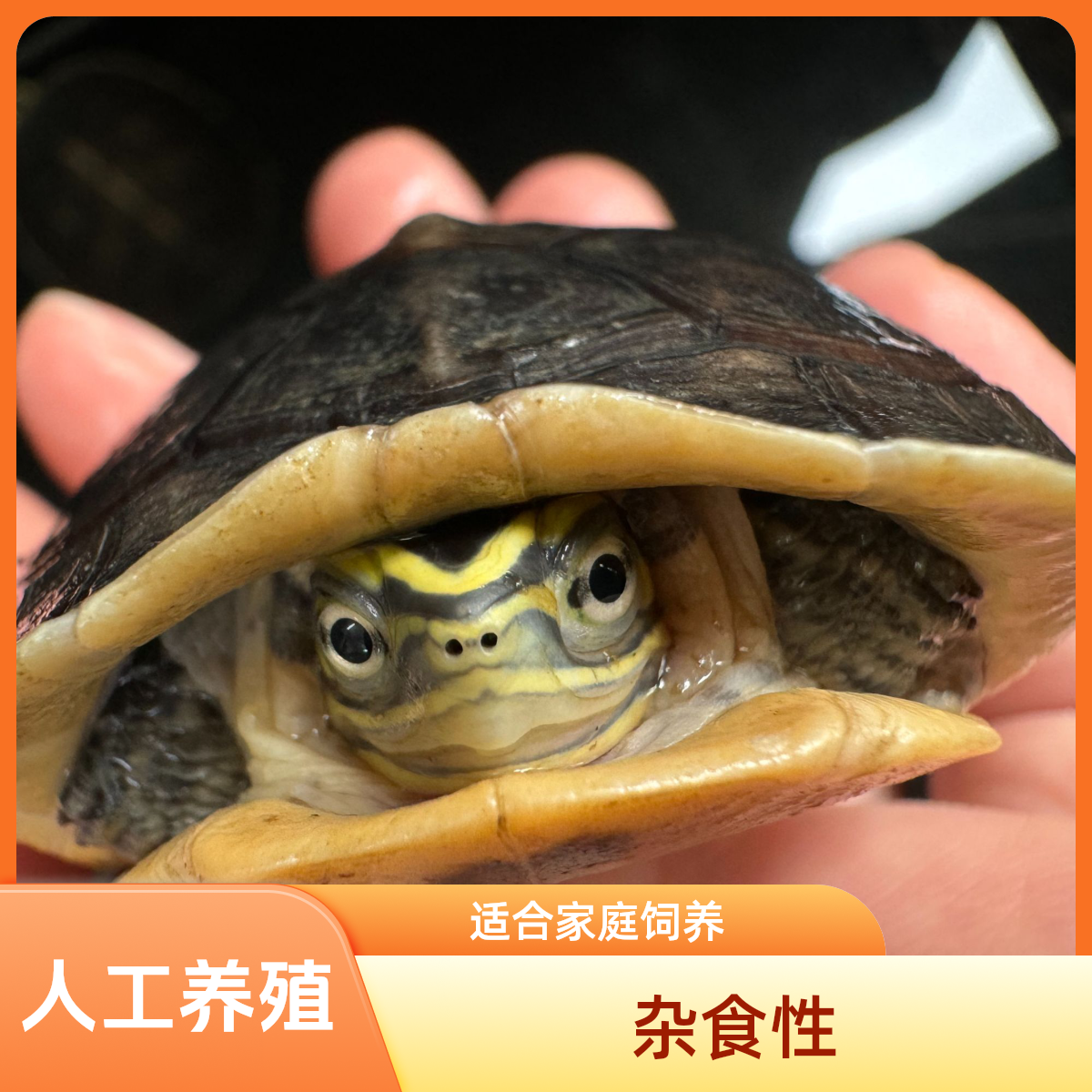 安布闭壳龟爱吃青菜的宠物龟人工养殖