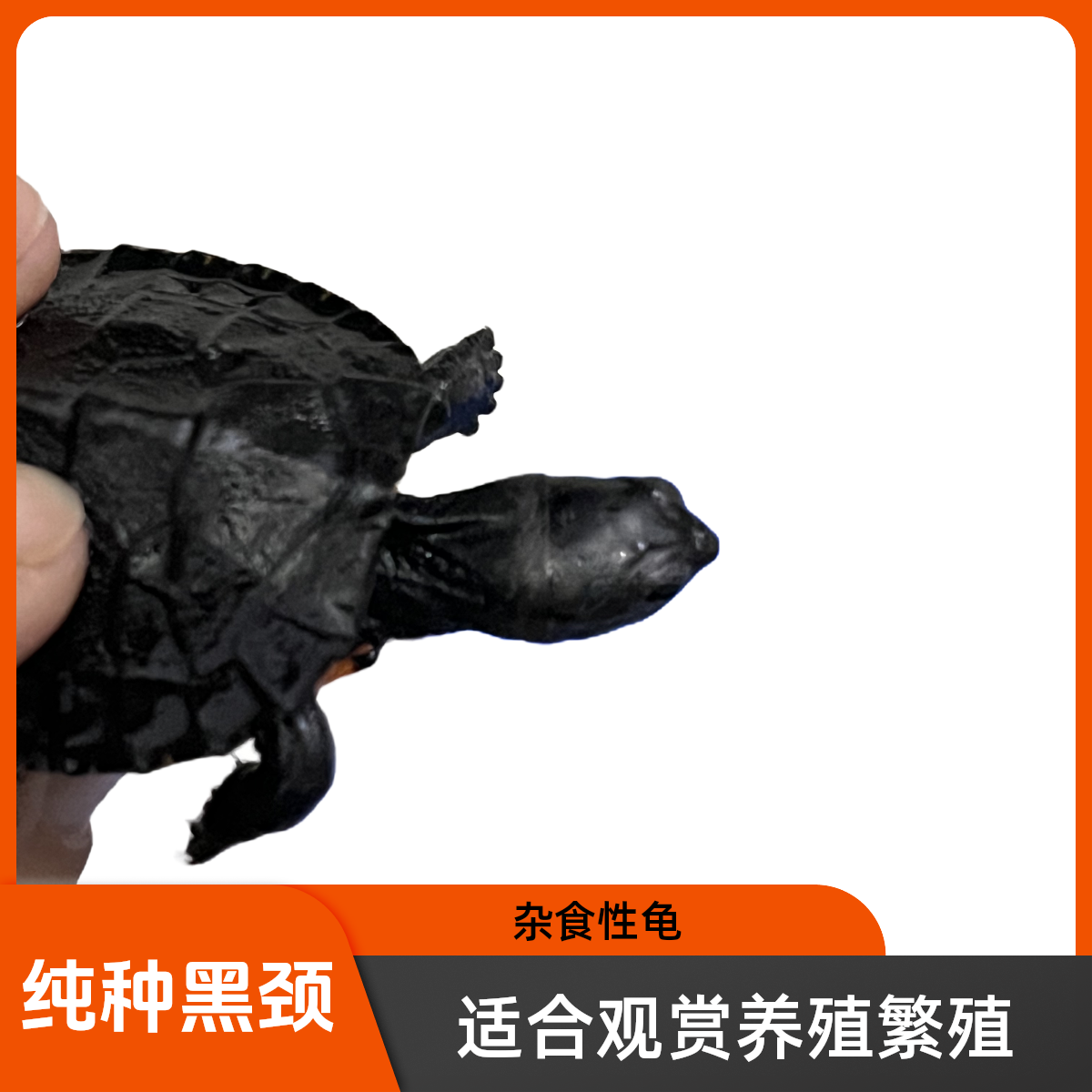 （直播精选）黑颈龟，观赏养殖繁殖高的龟龟